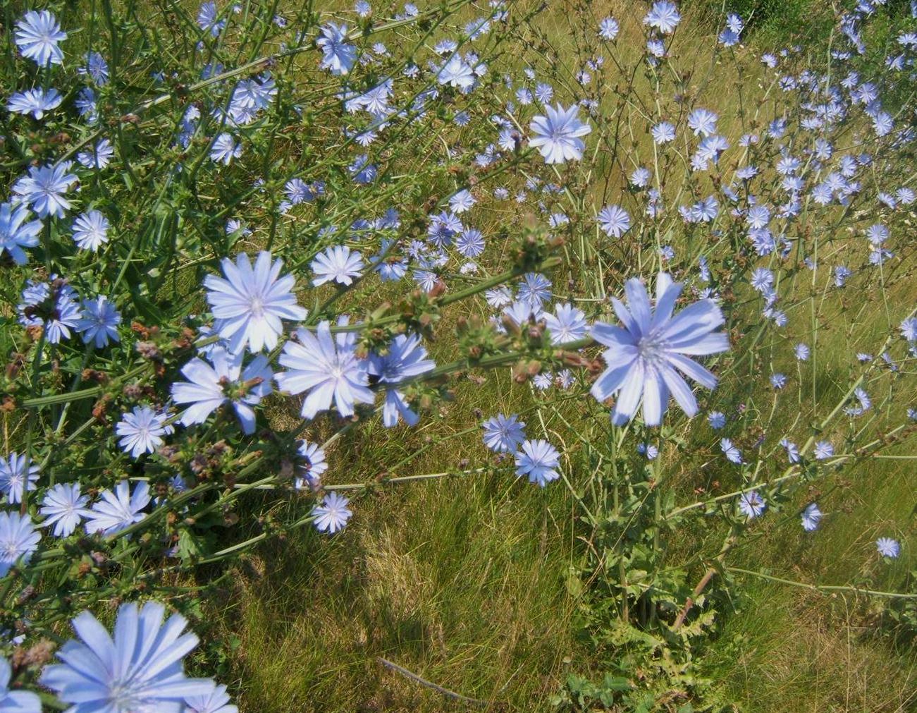 Cultivo de la achicoria con fines comestibles, terapéuticos y ornamentales