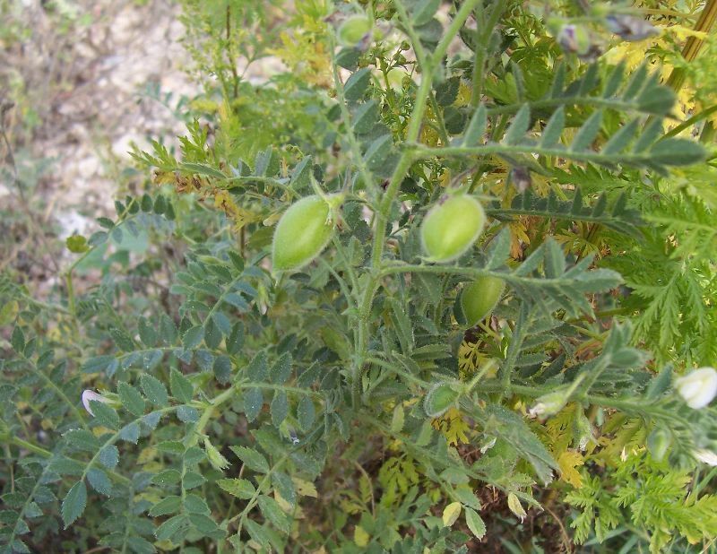 Garbanzo (Cicer arietinum): Características, cultivo y cuidados