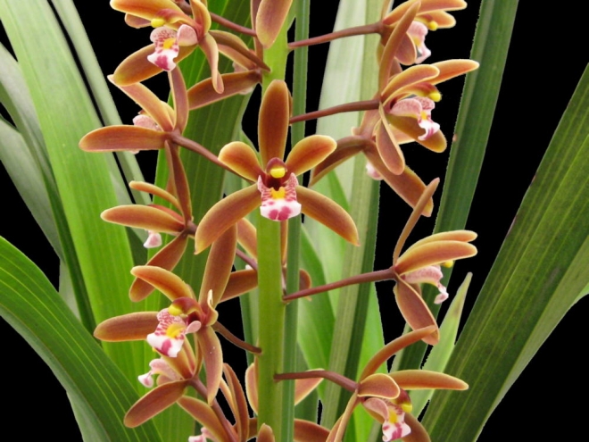 Orquídea Cymbidium floribundum: Características y cultivo Flores - Flor de  Planta