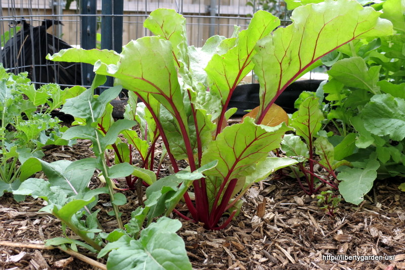 Remolacha (Beta vulgaris): Cultivo, riego y cuidados