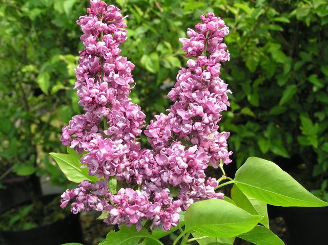 Lila común (Syringa vulgaris): Características generales y condiciones de cultivo