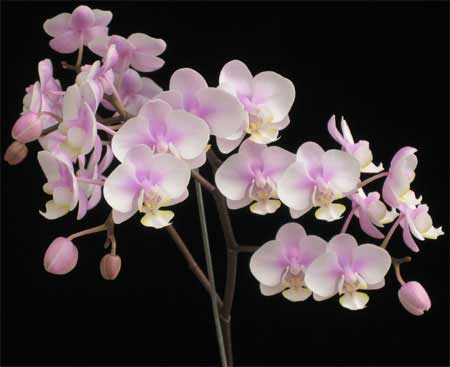 Orquídea mariposa (Phalaenopsis): Características y cultivo