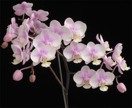 Orquídea mariposa (Phalaenopsis): Características y cultivo Flores - Flor  de Planta