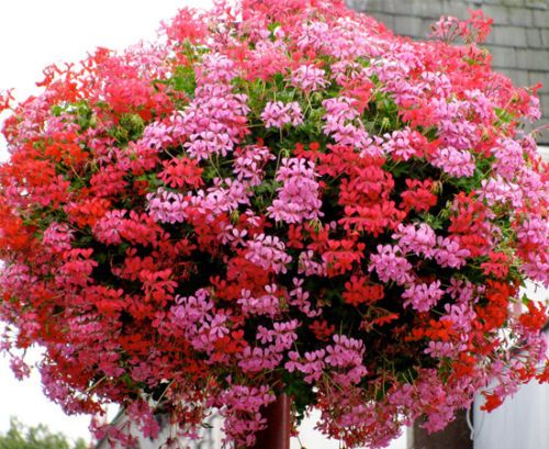 Geranio de hiedra (Pelargonium peltatum): Características y cultivo