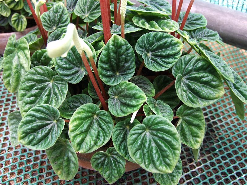 Plantas de interior: La Peperomia caperata