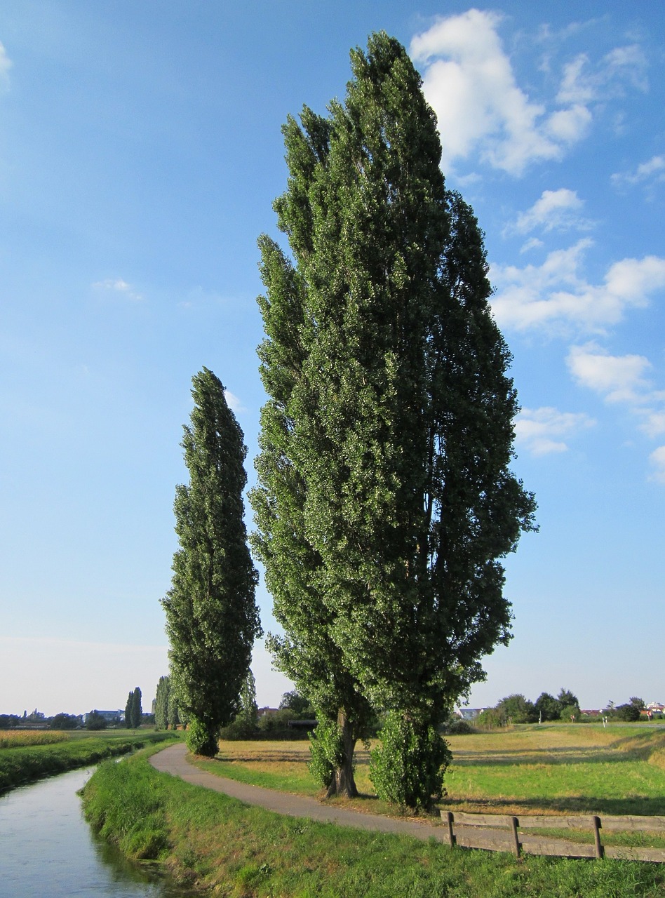 Árboles ornamentales: El álamo negro (Populus nigra)