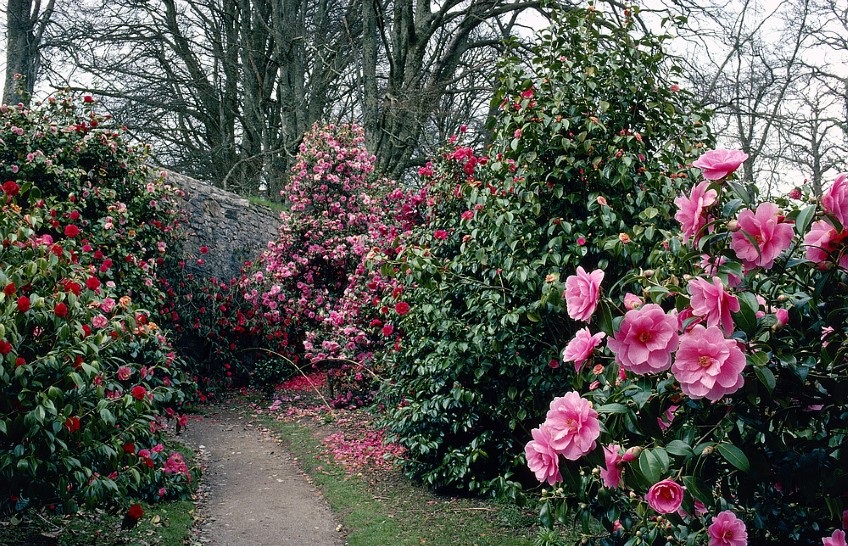 Camellia japonica: Cultivo, riego y cuidados Flores - Flor de Planta