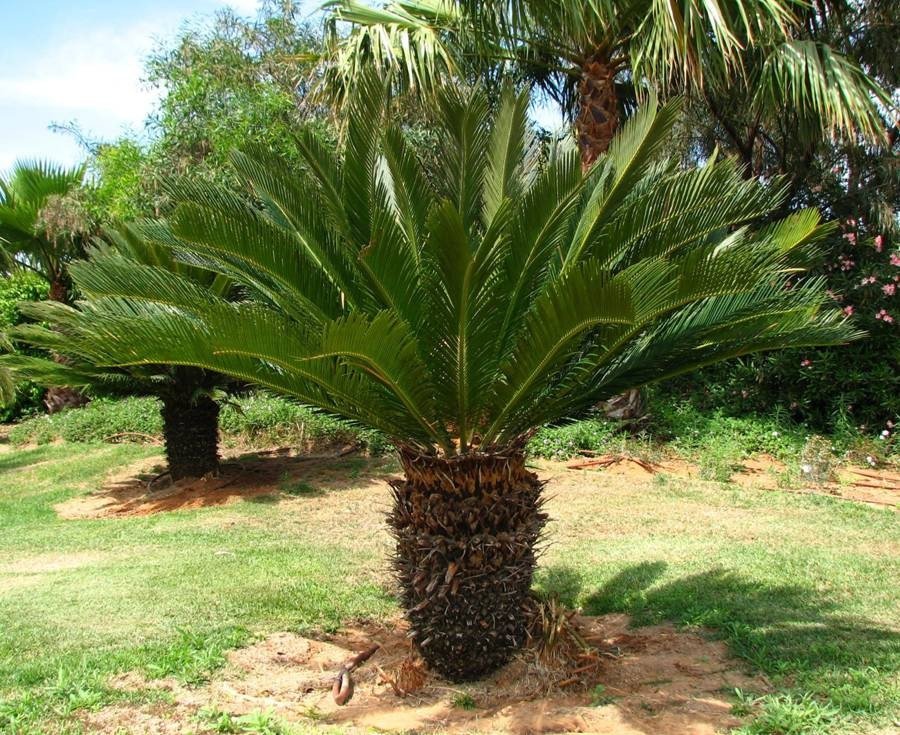 Árboles ornamentales: la Cica (Cycas revoluta)