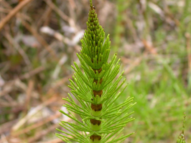 Cola de caballo (Equisetum arvense): Características y propiedades medicinales y fungicidas