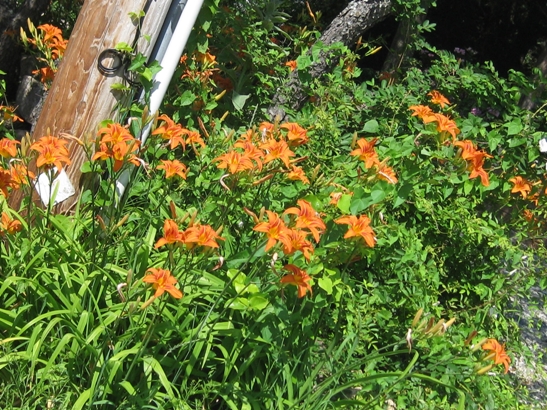 Características y cultivo de la Hemerocallis fulva