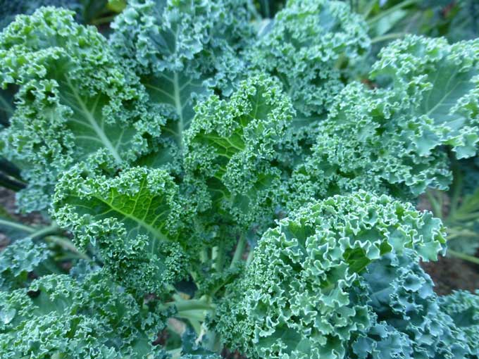 kale (Brassica oleracea var. sabellica): Características y cultivo