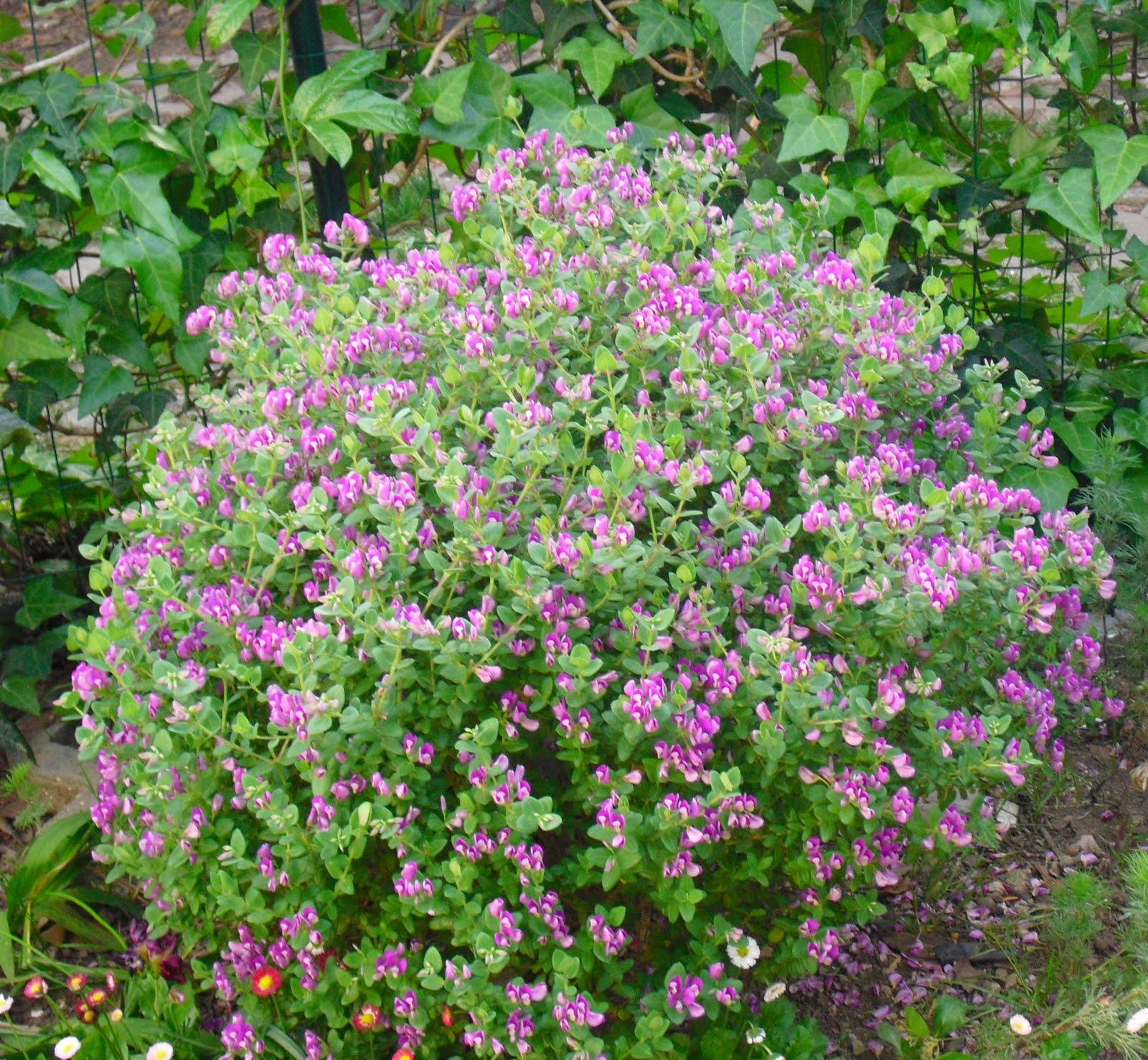 Polígala (Polygala myrtiflora): Características y cultivo