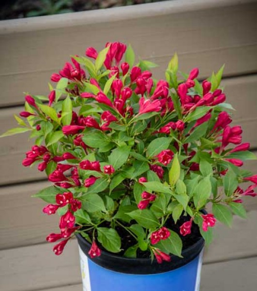 Weigela florida: Características y cultivo