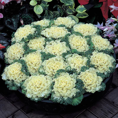 Col ornamental (Brassica oleracea Var. acephala): Cultivo, riego y cuidados