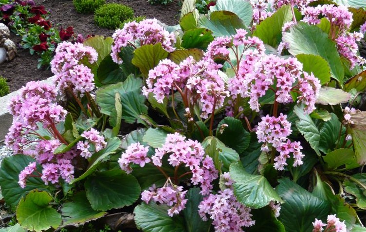 crassifolia1