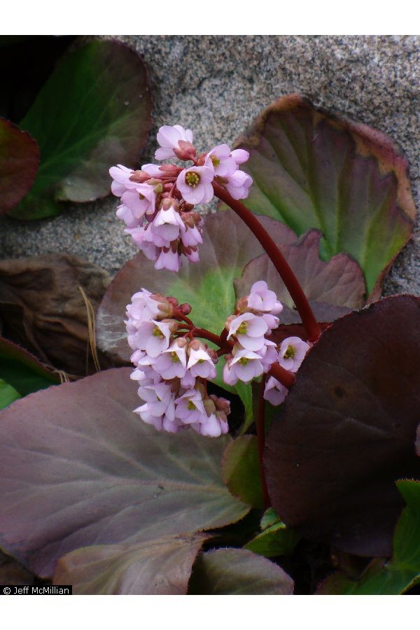Hortensia de invierno (Bergenia crassifolia): Cultivo, riego y cuidados