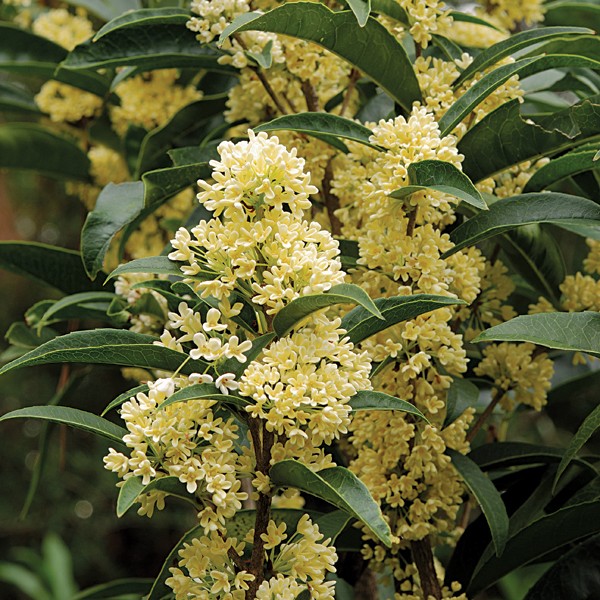 Osmanto dulce (Osmanthus fragrans): Características y cultivo