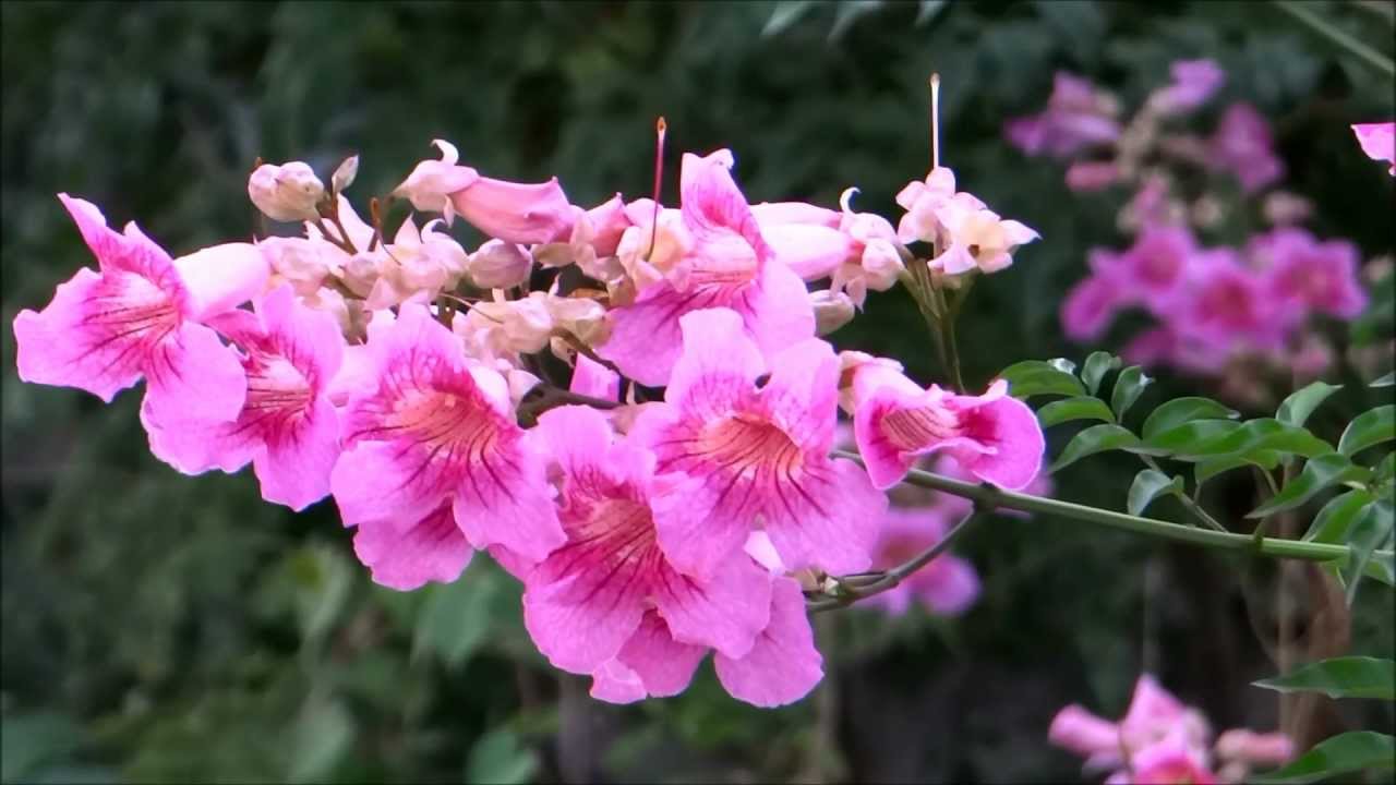 Enredaderas con flores: La Podranea ricasoliana