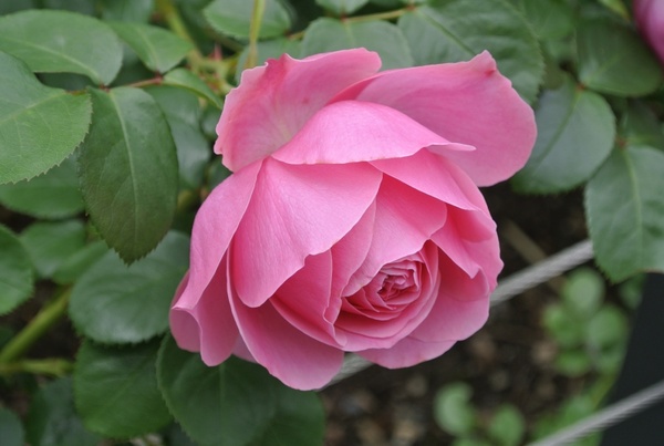 Cuáles son las mejores condiciones de suelo para el cultivo de rosas
