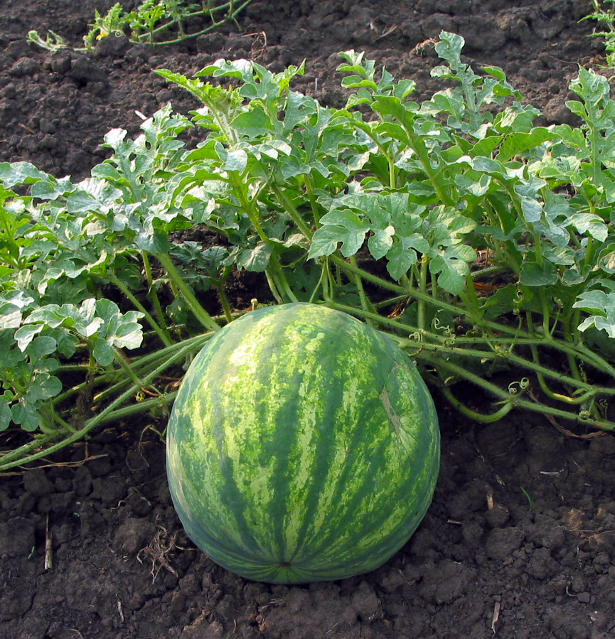 Sandía (Citrullus lanatus): Características generales