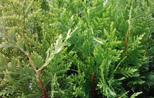 Árboles ornamentales: La Tuya Occidental (Thuja occidentalis)
