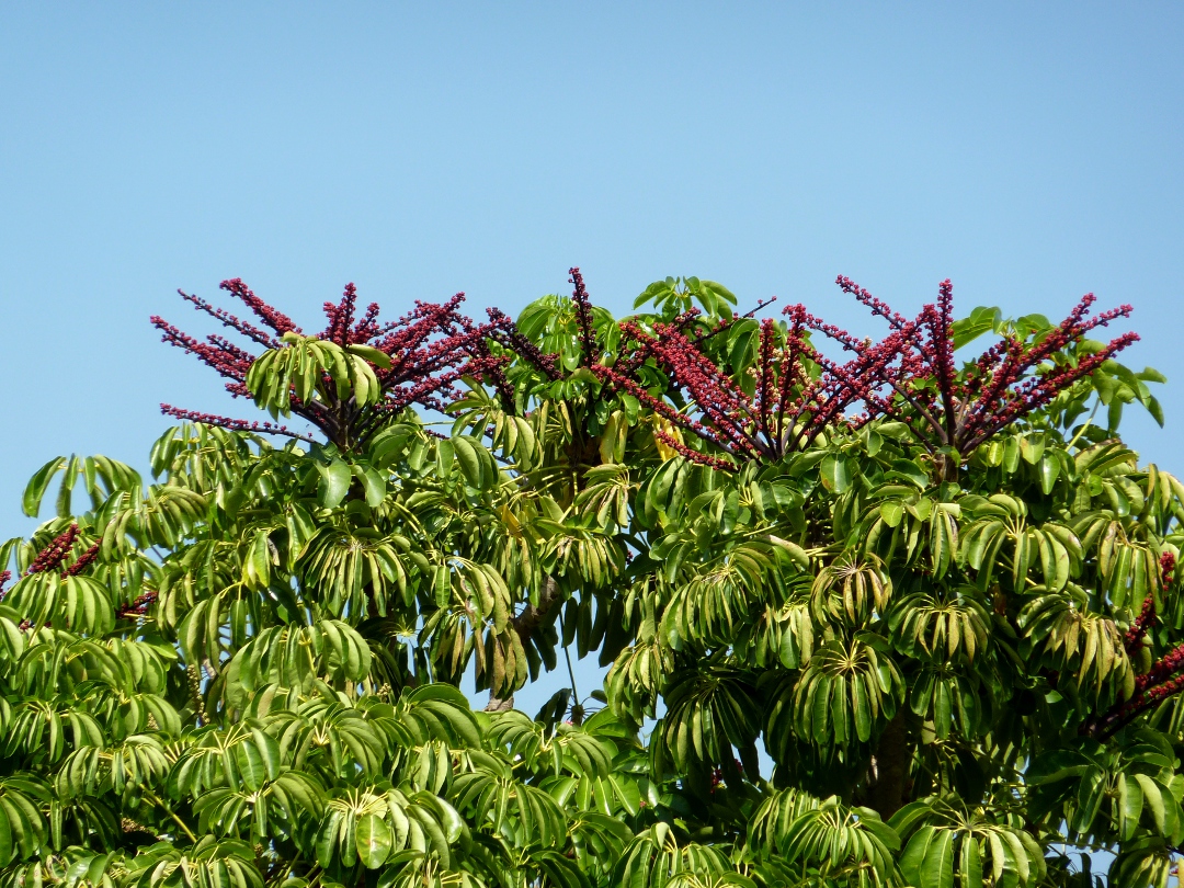 Árboles ornamentales: Aralia pulpo (Schefflera actinophylla)