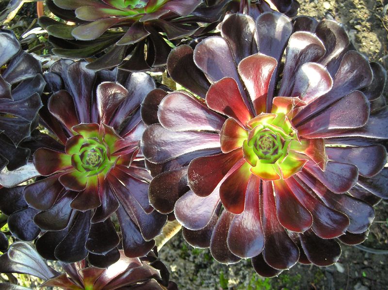 Plantas suculentas: Características y cultivo de la Aeonium arboreum