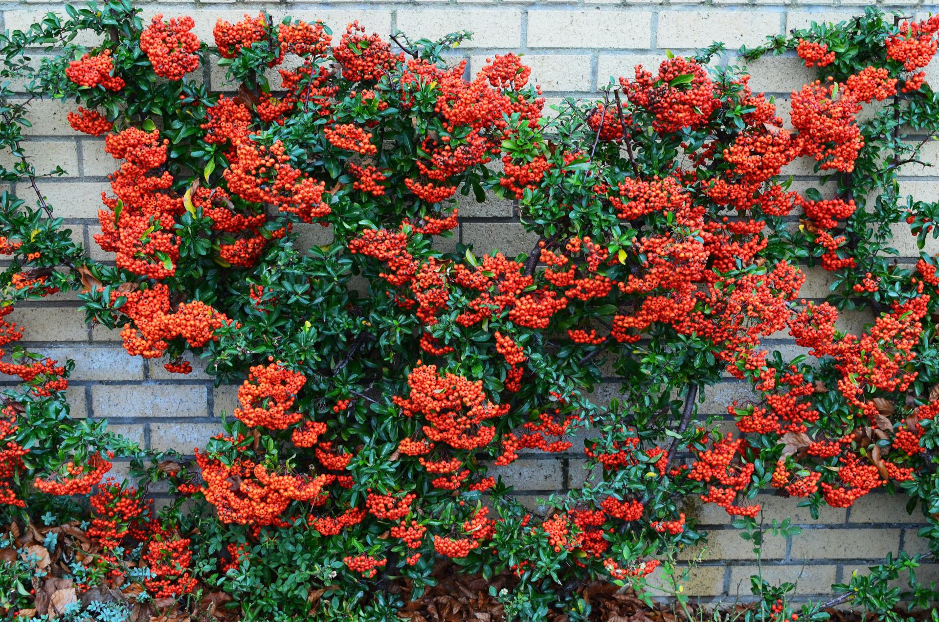 Piracanta (Pyracantha coccinea): Características y condiciones de cultivo