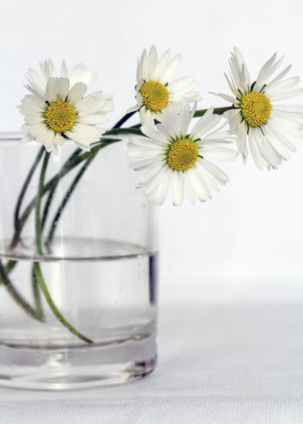 Trucos para mantener vivas las flores cortadas
