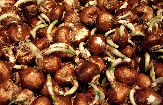Cómo almacenar bulbos de tulipán