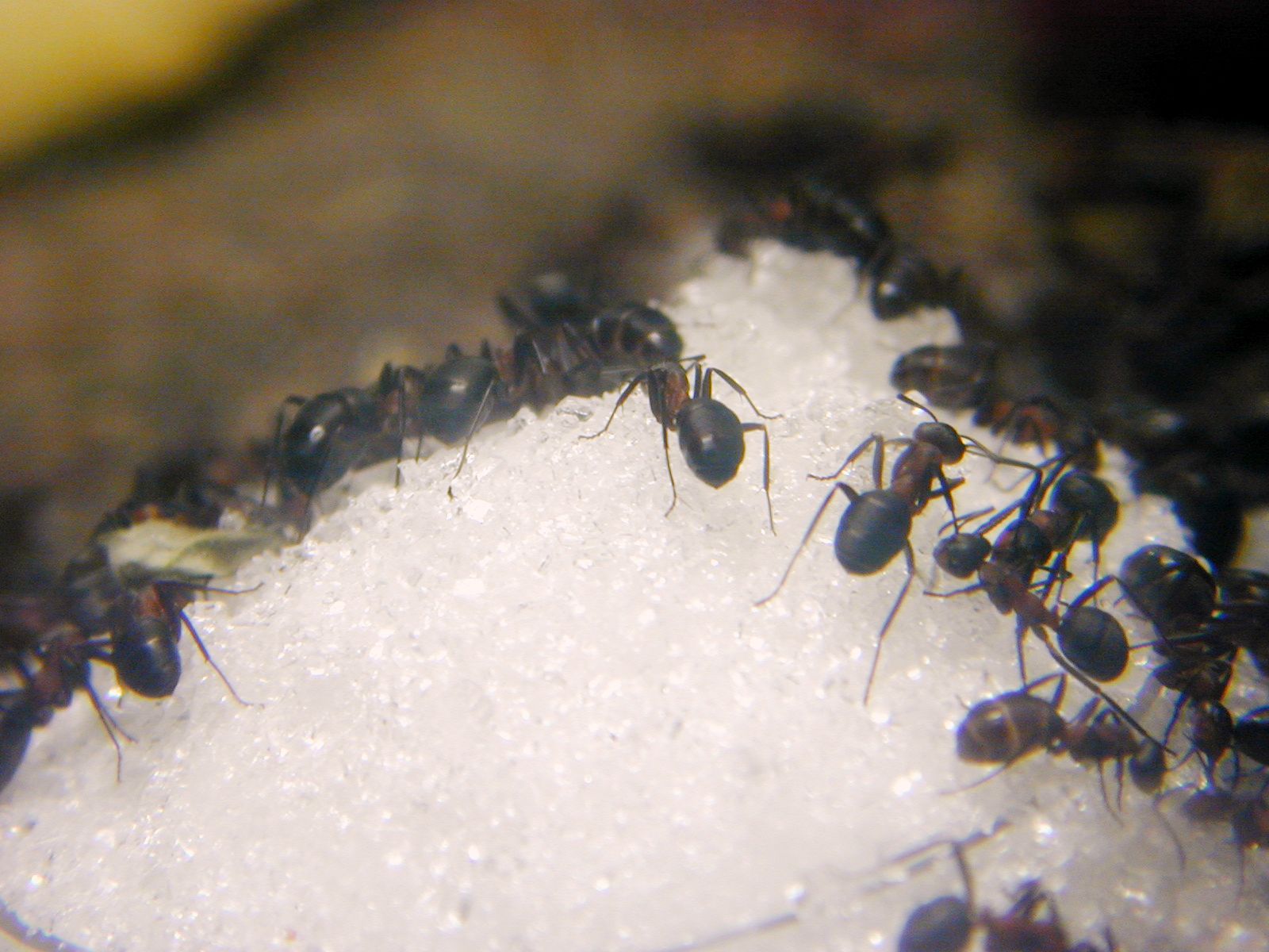Control de plagas: Cómo combatir a las hormigas con bórax