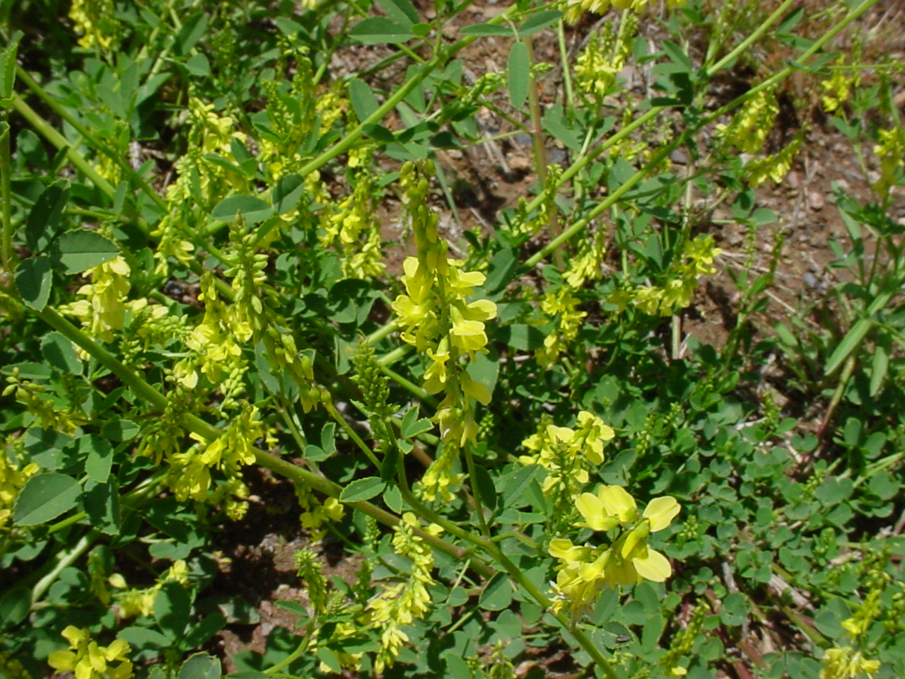 Plantas medicinales: El meliloto (Melilotus officinalis)