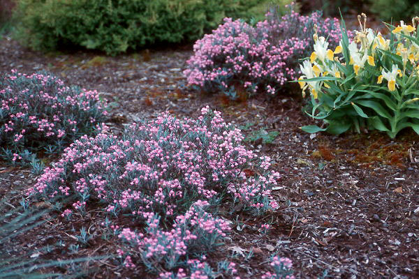 Andrómeda de pantano (Andromeda polifolia): Cultivo, suelo y cuidados