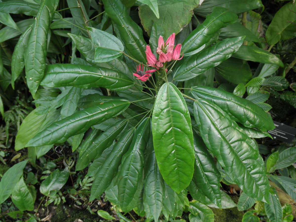 Pavonia multiflora: Cultivo, riego y cuidados