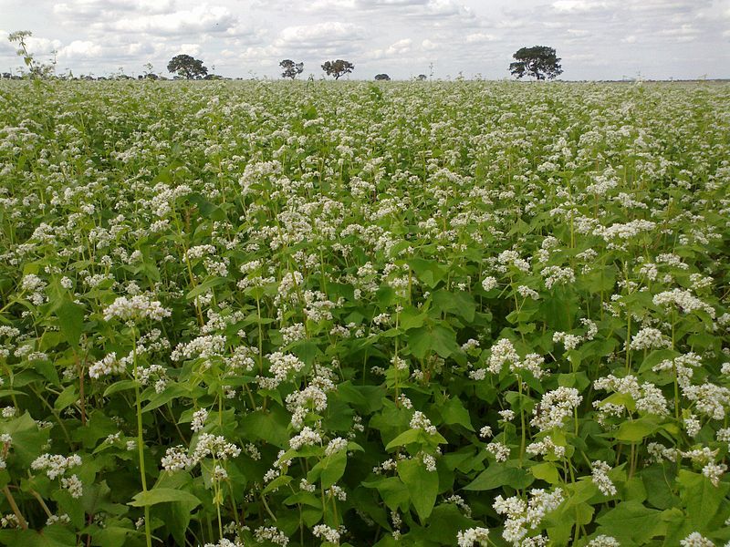 Trigo sarraceno (Fagopyrum esculentum): Características y cultivo