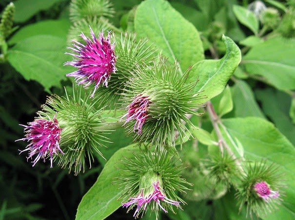 Bardana (Arctium lappa): Características y cultivo