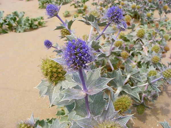 Cardo de mar (Eryngium maritimum), una planta ideal para cultivar a pleno sol