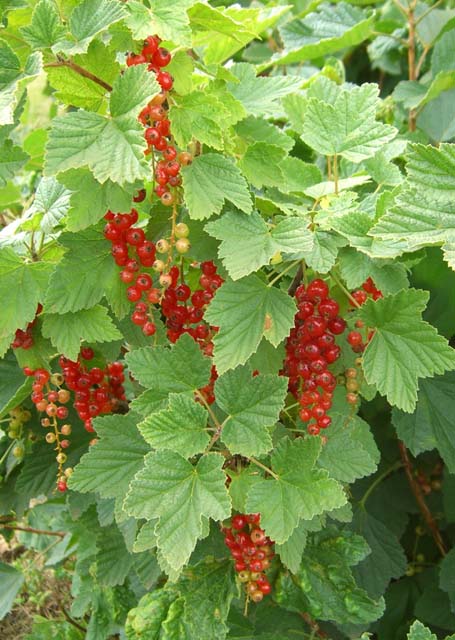 Grosellero rojo (Ribes rubrum): Cultivo, cuidados y fertilización