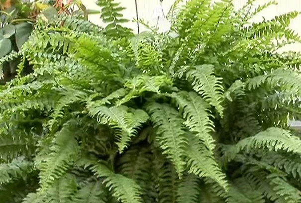 Helecho espada (Nephrolepis exaltata): Propagación a partir de esquejes