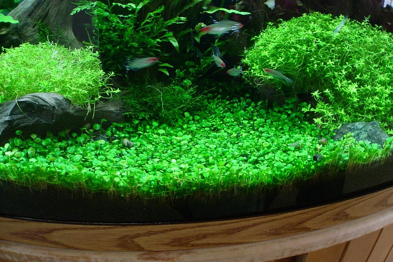 Plantas para estanques y acuarios: La Marsilea minuta
