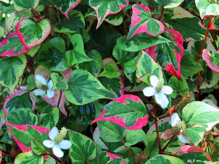 La planta camaleón (Houttuynia cordata): Características y cultivo