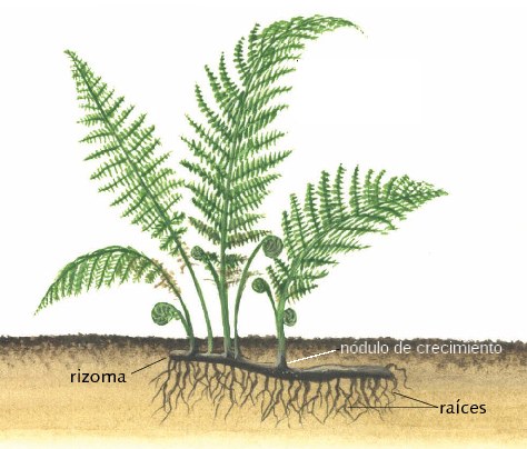 rizoma helecho