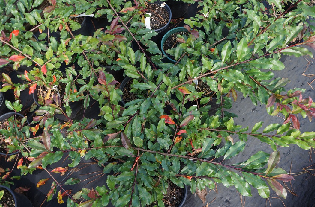 Stranvaesia davidiana: Características generales y cultivo