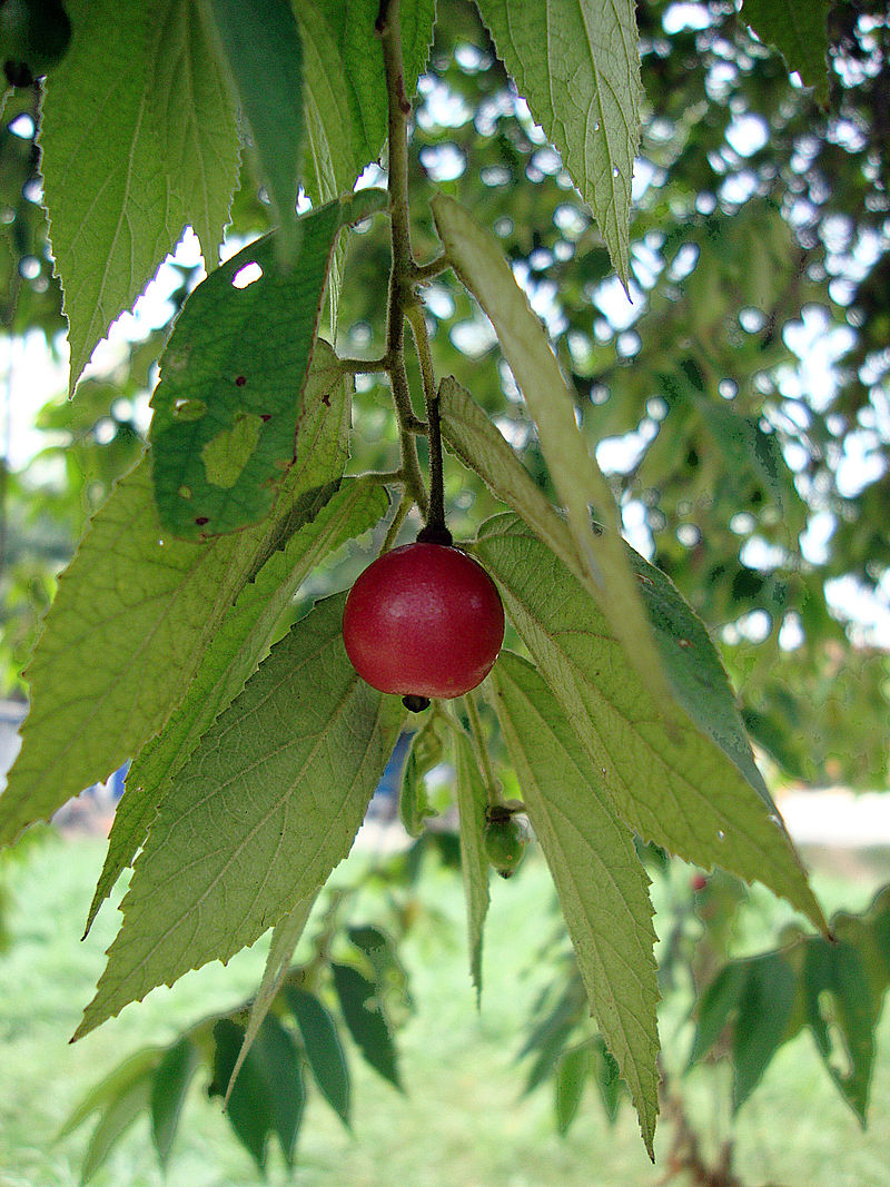 El capulín (Muntingia calabura): Cultivo, riego y cuidados