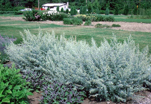 Ajenjo (Artemisia absinthium): Características y cultivo