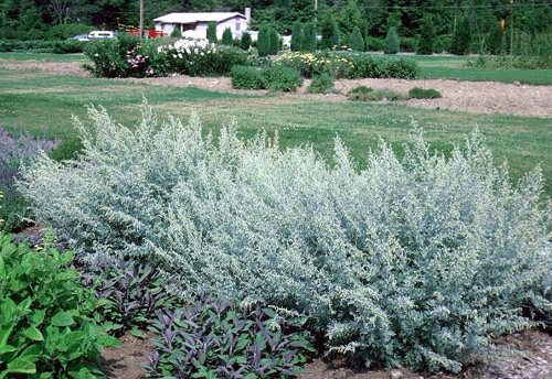 Ajenjo (Artemisia absinthium): Características y cultivo