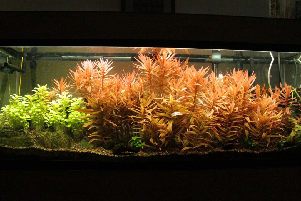 Plantas acuáticas: La amania roja (Ammannia gracilis)