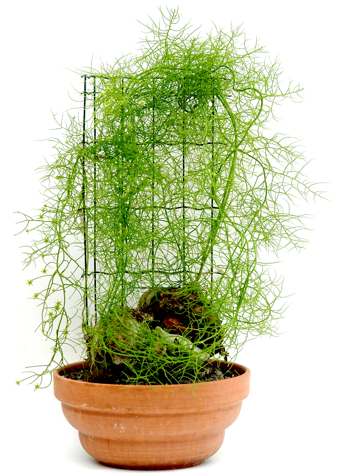 Bowiea volubilis: Características y cultivo