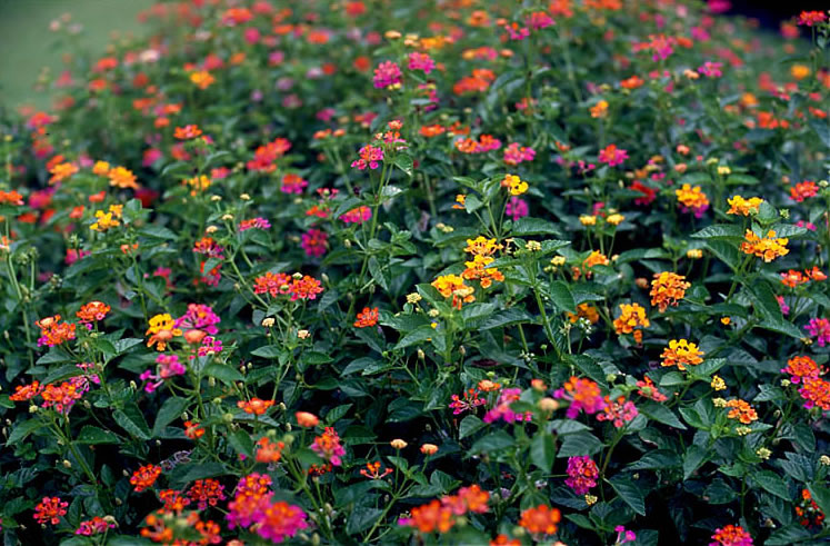 Plantas ornamentales: La lantana (Lantana camara) Flores - Flor de Planta