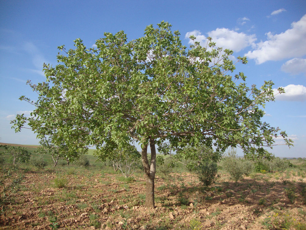 Pistachero (Pistacia vera): Cultivo, riego y cuidados